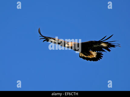 Goldener Adler, Aquila Chrysaetos, fliegen Stockfoto