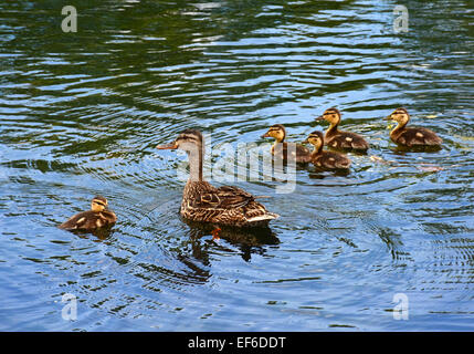 Stockente Mutter mit Küken Stockfoto