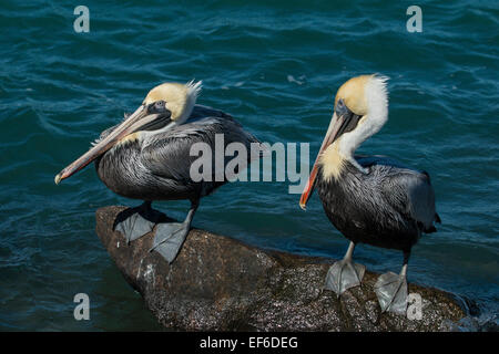 Männliche Braunpelikane thront auf einem Steg Felsen - Pelecanus occidentalis Stockfoto