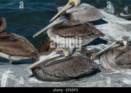 Braune Pelikane gehockt jetty Felsen - Pelecanus occidentalis Stockfoto