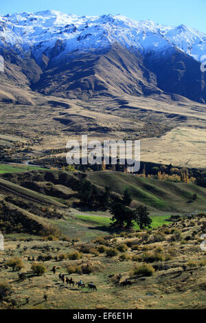 Pferdetrekking in Cardrona, in der Nähe von Wanaka, mit schneebedeckten Bergen im Hintergrund Stockfoto