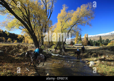 Pferdetrekking in Cardrona, in der Nähe von Wanaka, mit schneebedeckten Bergen im Hintergrund Stockfoto