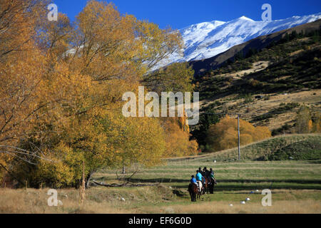 Pferdetrekking in Cardrona, in der Nähe von Wanaka, mit schneebedeckten Bergen im Hintergrund Stockfoto