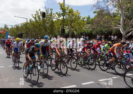 Adelaide, South Australia, Australien. 25. Januar 2015. CADEL EVANS während der Santos Tour Down Under werden sicher sein Mac Stufe 6 zu sehen. © Gary Francis/ZUMA Wire/ZUMAPRESS.com/Alamy Live-Nachrichten Stockfoto