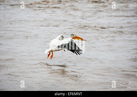 Weiße amerikanische Pelikan Stockfoto