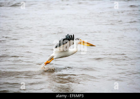 Weiße amerikanische Pelikan Stockfoto