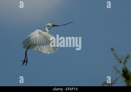 Fortgeschrittene Silberreiher (Mesophoyx Intermedia) Kommissionierung Zweig für Nest. Stockfoto