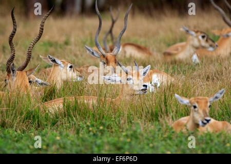 Blackbuck, magische Cervicapra. Weibchen und junge Männchen ruht in der Wiese sind Camoflaged von zufällige Beobachtung. Stockfoto