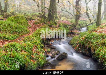 Ein Waldbach Geschwätz über Felsen am Golitha fällt am Rand des Bodmin Moor in Cornwall Stockfoto