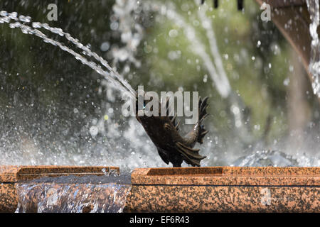 Eine Nahaufnahme Foto eines bronzenen Fisches ist Teil der Archibald Fountain im Hyde Park, Sydney, Australien. Stockfoto