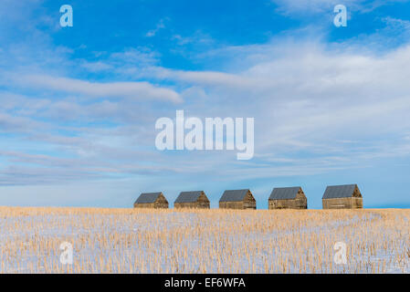 Reihe von Scheunen im Winter, Kneehill County, Alberta, Kanada Stockfoto