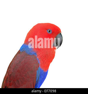 Bunte rote Papagei, eine weibliche Edelpapagei (Eclectus Roratus), Gesicht Profil, isoliert auf weißem Hintergrund Stockfoto