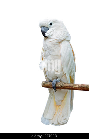 Schöne helle Inkakakadu, Molukken oder Seram Kakadu (Cacatua Moluccensis), stehend auf einem Ast Stockfoto