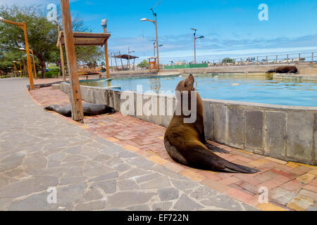 Seelöwen in San Cristobal-Galapagos-Inseln Stockfoto