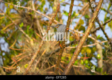 Green Heron (butorides Virescens) gehockt Stockfoto