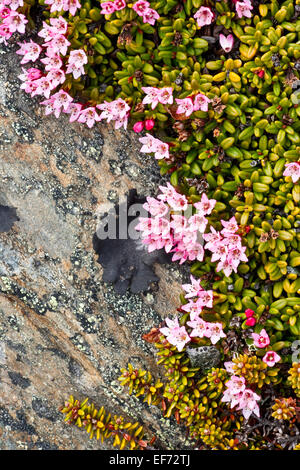 Englische Fetthenne in Blüte Stockfoto