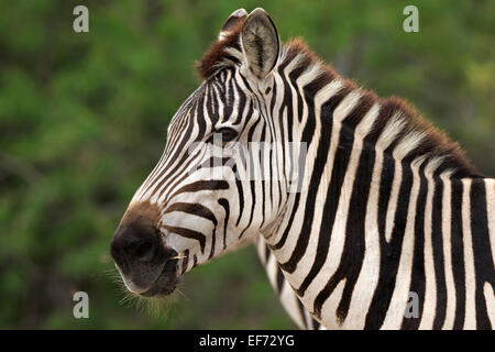 Grant Zebra, Equus Quagga boehmi Stockfoto