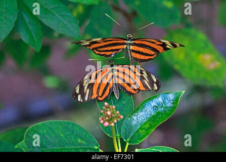 Ismenius Tiger, Heliconius ismenius Stockfoto