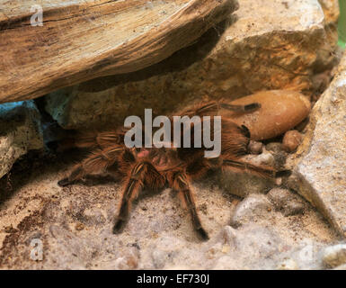Rose Haar Tarantula, Lebensraum rosea Stockfoto