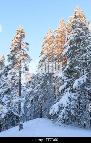 Verschneiten Wald im winter Stockfoto