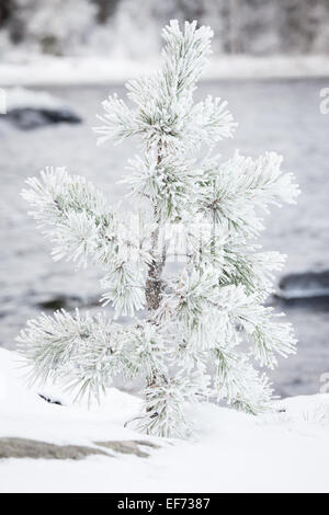 Kleiner Baum mit Schnee bedeckt Stockfoto