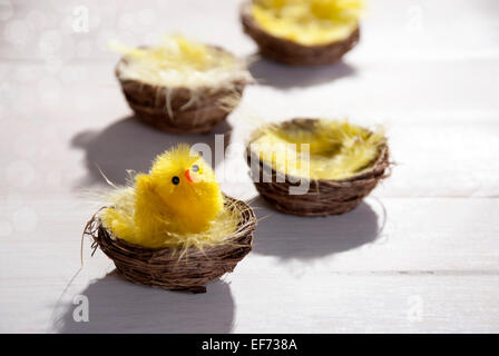 Vier Osternester oder Nester mit gelben Federn und ein Osterküken im sonnigen Licht mit textfreiraum Freitext oder Ihren Text Ihr Stockfoto
