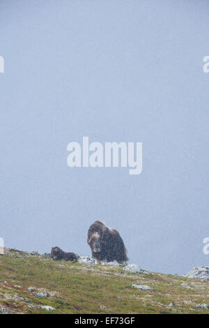 Weibliche Moschusochsen ein Kalb Stockfoto