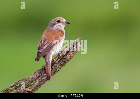 Neuntöter (Lanius Collurio), Weiblich, auf Barsch, Sachsen-Anhalt, Deutschland Stockfoto