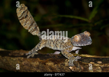 Gemeinsame Wohnung-Tail Gecko (Uroplatus Fimbriatus), Nosy Mangabe, nordöstlichen Madagaskar, Madagaskar Stockfoto