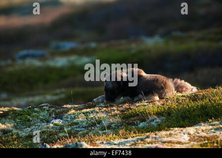 Moschusochsen Kalb schlafen Stockfoto