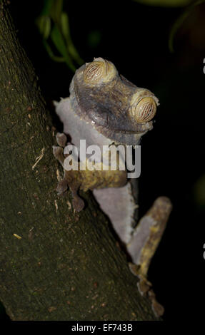 Gemeinsame Wohnung-Tail Gecko (Uroplatus Fimbriatus), Nosy Mangabe, nordöstlichen Madagaskar, Madagaskar Stockfoto