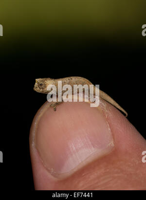 Montieren Sie d'Ambre Blatt Chamäleon (Brookesia Tuberculata), juvenile, auf ein Daumen, Regenwald von Montagne d'Ambre Stockfoto