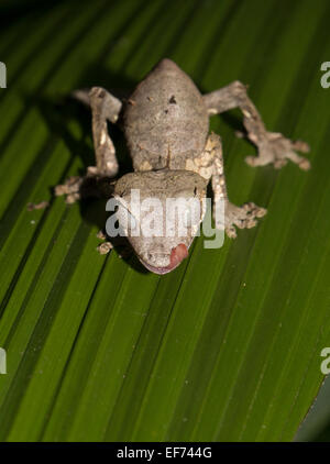 Baweng satanischen Blatt Gecko (Uroplatus Phantasticus) im Regenwald von Andasibe, östlichen Madagaskar Madagaskar Stockfoto