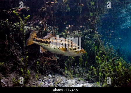 Forellenbarsch (Micropterus Salmoides) in Santa Fe River, Florida, Vereinigte Staaten von Amerika Stockfoto