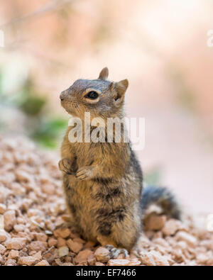 Harris' Antelope Squirrel (Ammospermophilus harrisii), Bryce Canyon National Park, Utah, USA Stockfoto