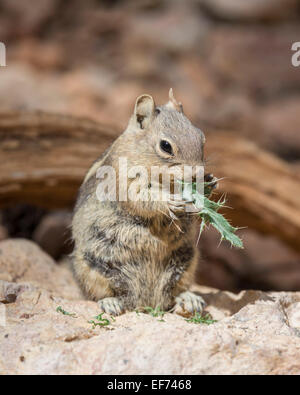 Harris' Antelope Squirrel (Ammospermophilus harrisii), Bryce Canyon National Park, Utah, USA Stockfoto