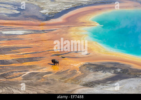 Bison Überquerung der Sinter Kruste von Grand Prismatic Spring, Yellowstone National Park, Wyoming, USA Stockfoto