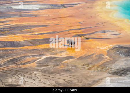 Bison Überquerung der Sinter Kruste von Grand Prismatic Spring, Yellowstone National Park, Wyoming, USA Stockfoto