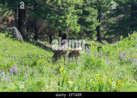 Kanadakraniche (Grus canadensis), beaver Teiche Trail, Yellowstone National Park, Wyoming, USA Stockfoto