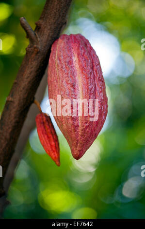 Kakao-Pod auf Baum (Theobroma Cacao) - Phase der Reifung. Stockfoto