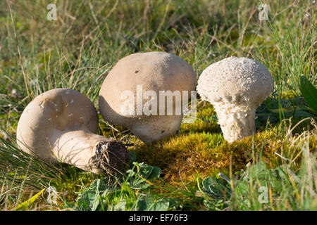 Stößel Puffball, langstielige Puffball, Beutel-Stäubling, Beutelbovist, Sackbovist, Lycoperdon Excipuliforme, Calvatia Saccata Stockfoto