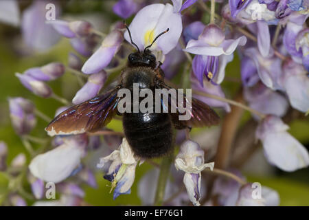 Violette Holzbiene, indische Bhanvra, Blaue Holzbiene, Blauschwarze Holzbiene, Große Holzbiene, Blütenbesuch, Xylocopa violacea Stockfoto