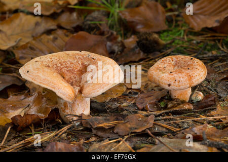 Safran-Milch-Kappe, Safran Milkcap, Echter Reizker, Blutreizker, Edelreizker, Lactarius Deliciosus, Lectaria Deliciosa Stockfoto