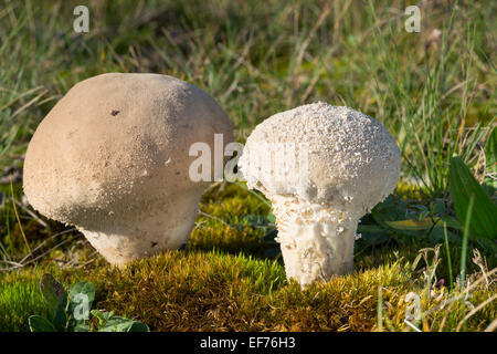 Stößel Puffball, langstielige Puffball, Beutel-Stäubling, Beutelbovist, Sackbovist, Lycoperdon Excipuliforme, Calvatia Saccata Stockfoto