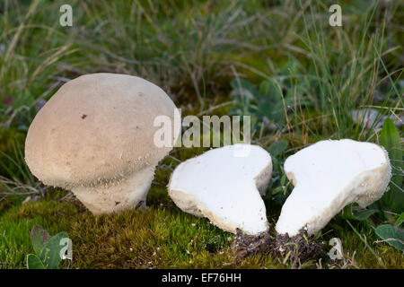 Stößel Puffball, langstielige Puffball, Beutel-Stäubling, Beutelbovist, Sackbovist, Lycoperdon Excipuliforme, Calvatia Saccata Stockfoto