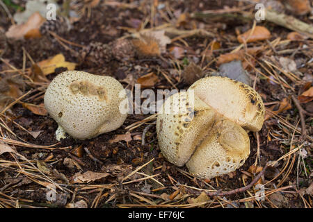 Gemeinsamen Earthball, vergiften Puffball Schweinsleder, Erde Ball, Dickschaliger Kartoffelbovist, Hartbovist, Bovist, Sklerodermie citrinum Stockfoto