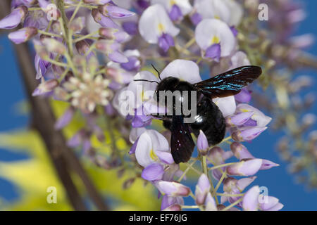 Violette Holzbiene, indische Bhanvra, Blaue Holzbiene, Blauschwarze Holzbiene, Große Holzbiene, Blütenbesuch, Xylocopa violacea Stockfoto