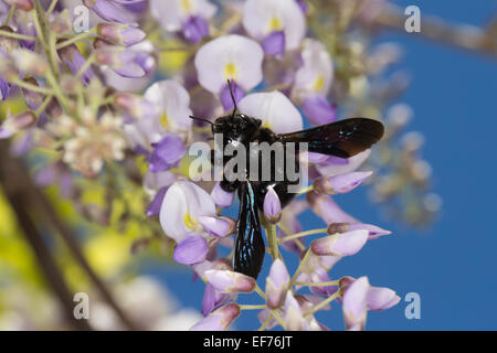 Violette Holzbiene, indische Bhanvra, Blaue Holzbiene, Blauschwarze Holzbiene, Große Holzbiene, Blütenbesuch, Xylocopa violacea Stockfoto