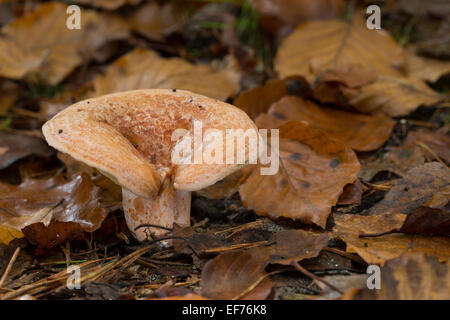 Safran-Milch-Kappe, Safran Milkcap, Echter Reizker, Blutreizker, Edelreizker, Lactarius Deliciosus, Lectaria Deliciosa Stockfoto