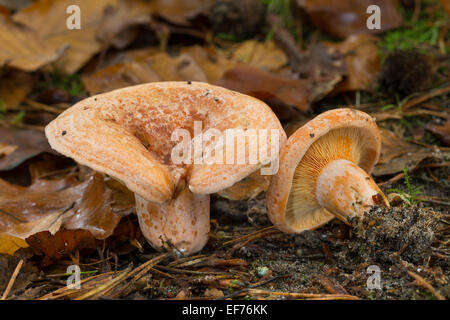 Safran-Milch-Kappe, Safran Milkcap, Echter Reizker, Blutreizker, Edelreizker, Lactarius Deliciosus, Lectaria Deliciosa Stockfoto